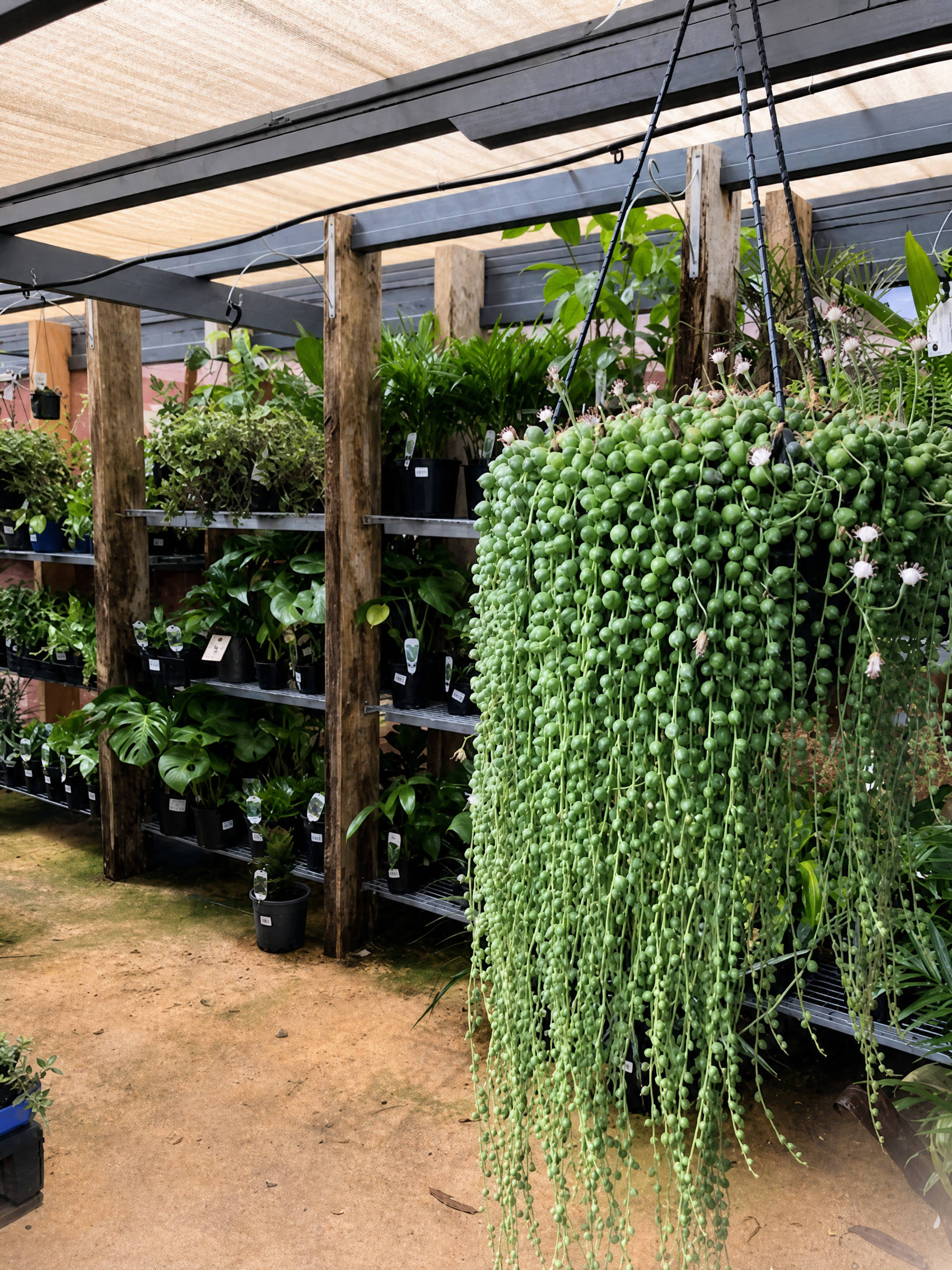 Lush indoor plants at the Newhaven branch